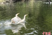 今日黄历吉林：罕见白鸬鹚连续两年“故地重游”