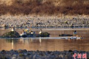 今日黄历歙县完成安徽首个县域生物多样性调查 共记录物种近4千种